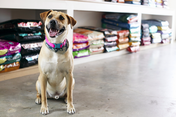 Tips to Choose the Right Pet Food Stores